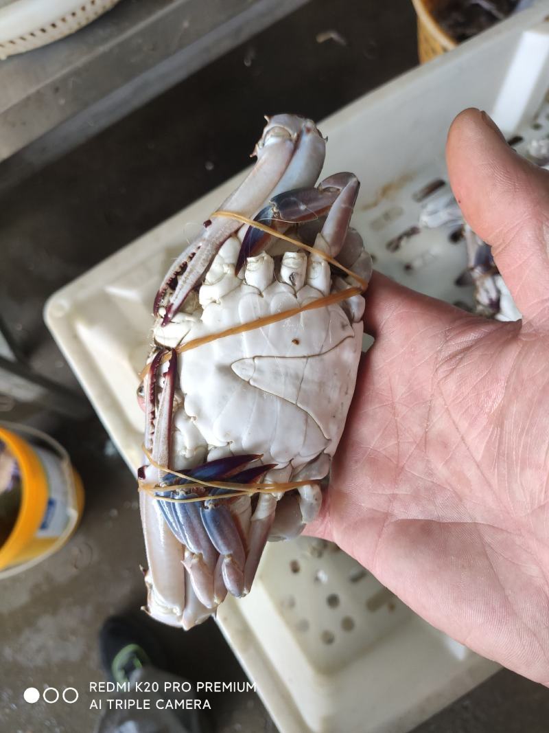 第一网舟山梭子蟹上线，“2025多多好特产”助力商家喜迎“小开渔”