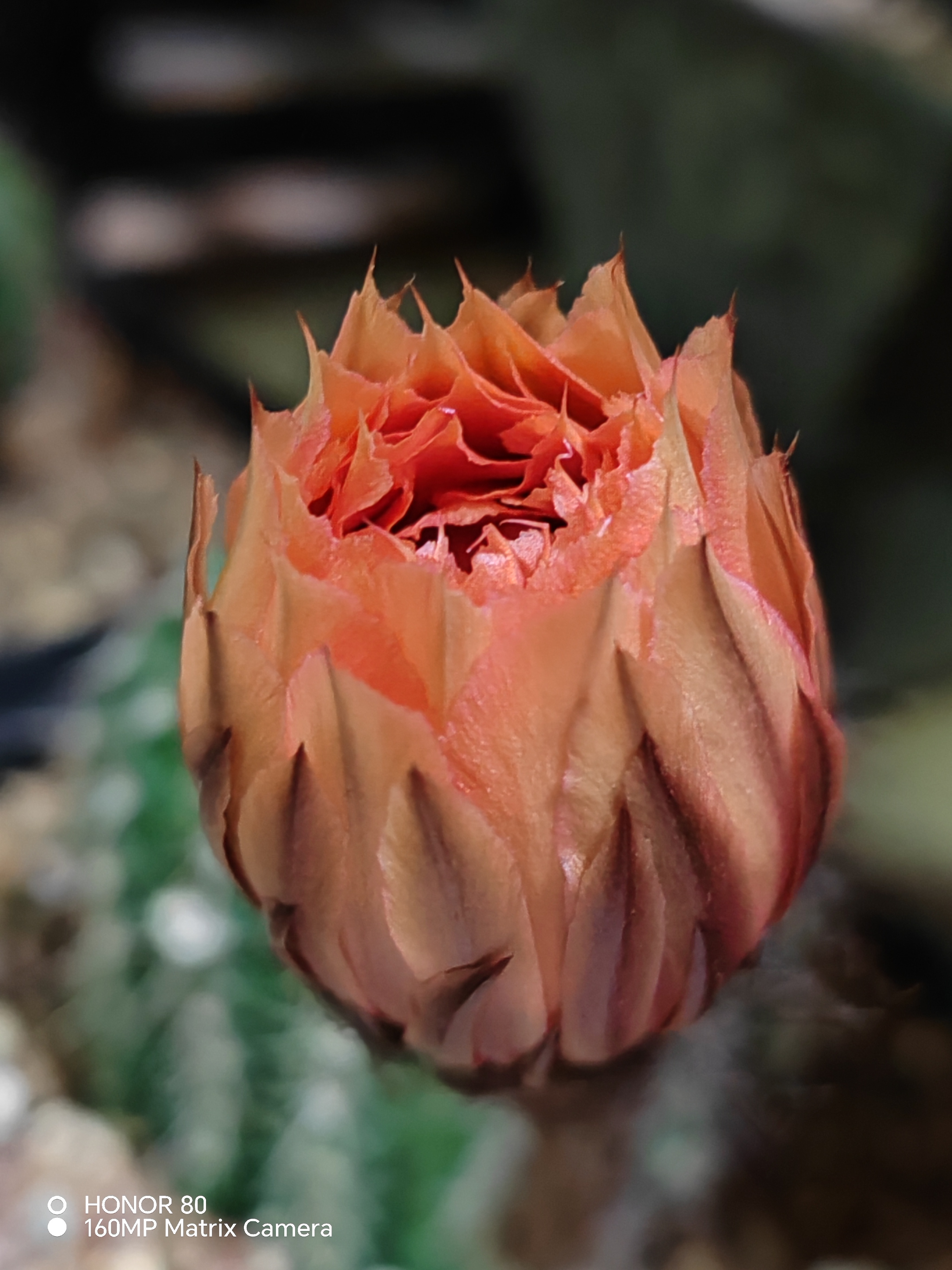 延时摄影看仙人球花“呼吸式”绽放