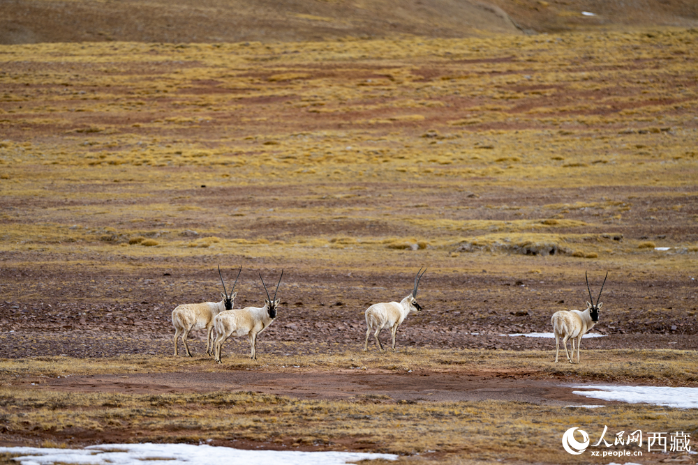 智能科技守护藏北生态