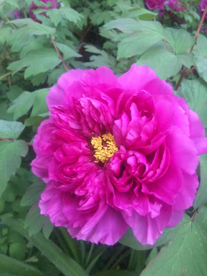 “秦氏花山龙”刷新华南蜥脚类恐龙最早记录