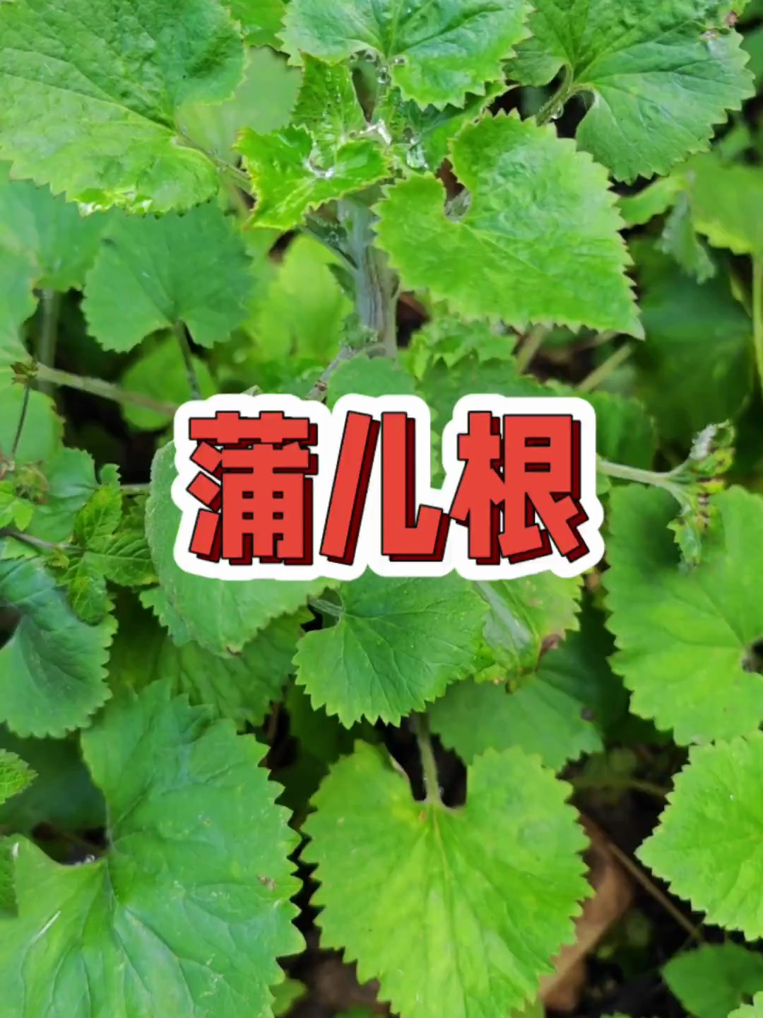 四川发现蒲儿根属新种——雅安蒲儿根