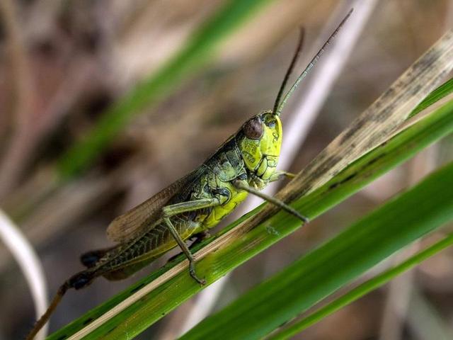 我国科学家首次揭示单个体细胞“变”完整植株全过程