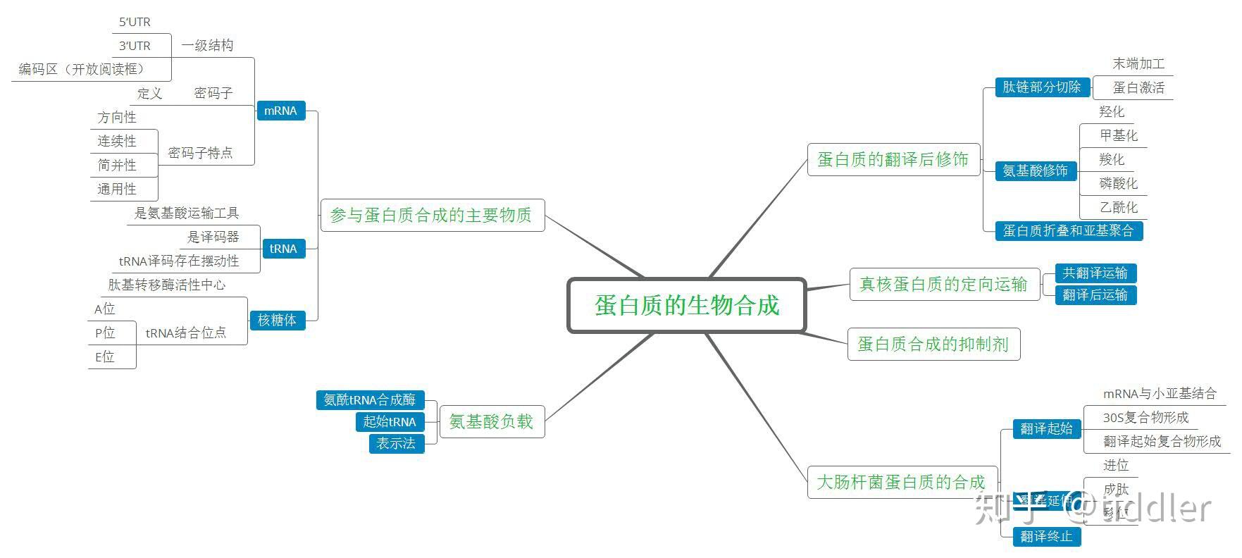 蛋白质合成，探索生命起源之谜
